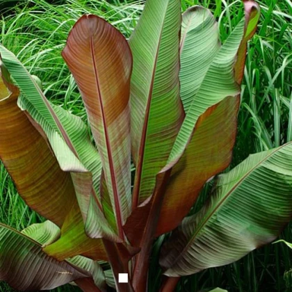 Banánovník habešský - Ensete vetricosum - semena banánovníku - 3 ks