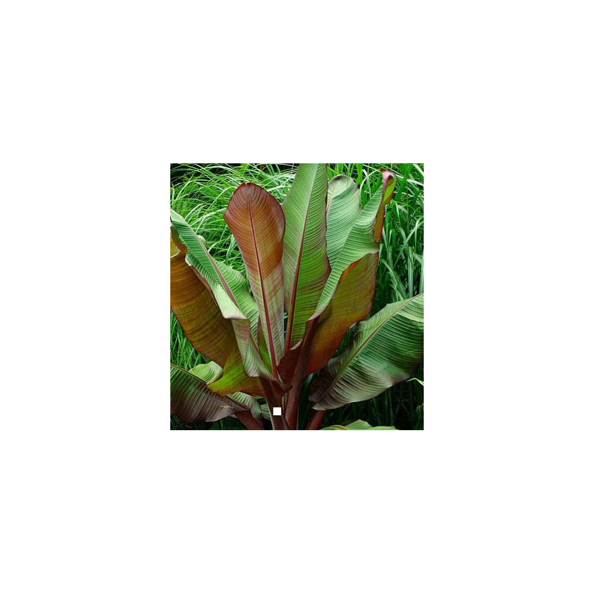 Banánovník habešský - Ensete vetricosum - semena banánovníku - 3 ks