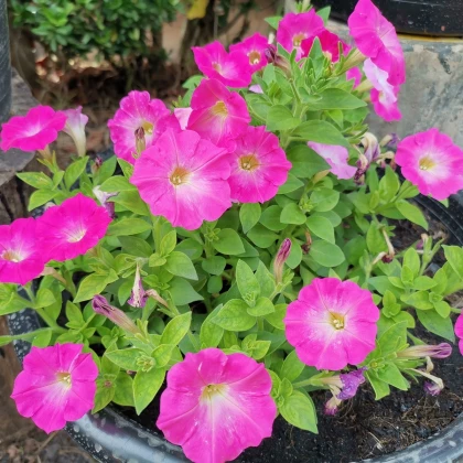 Petúnie Musica Pink Morn F1 - Petunia x grandiflora - semena petúnie - 30 ks