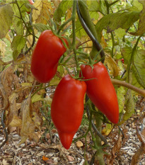 BIO Rajče Andine Cornue - Solanum lycopersicum - bio semena rajčete - 8 ks