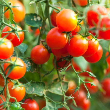 Divoké rajče Rote Murmel - Solanum pimpinellifolium - semena rajčete - 10 ks