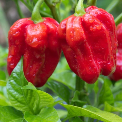 BIO Chilli Habanero červené - Capsicum chinense - bio semena chilli - 6 ks