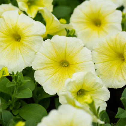 Petúnie Lavina Žlutá hvězda F1 - Petunia pendula - semena petúnie - 20 ks