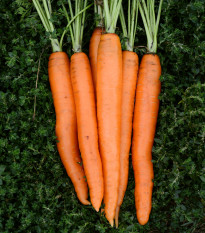 BIO Mrkev Amsterdam - Daucus carota - bio semena mrkve - 300 ks