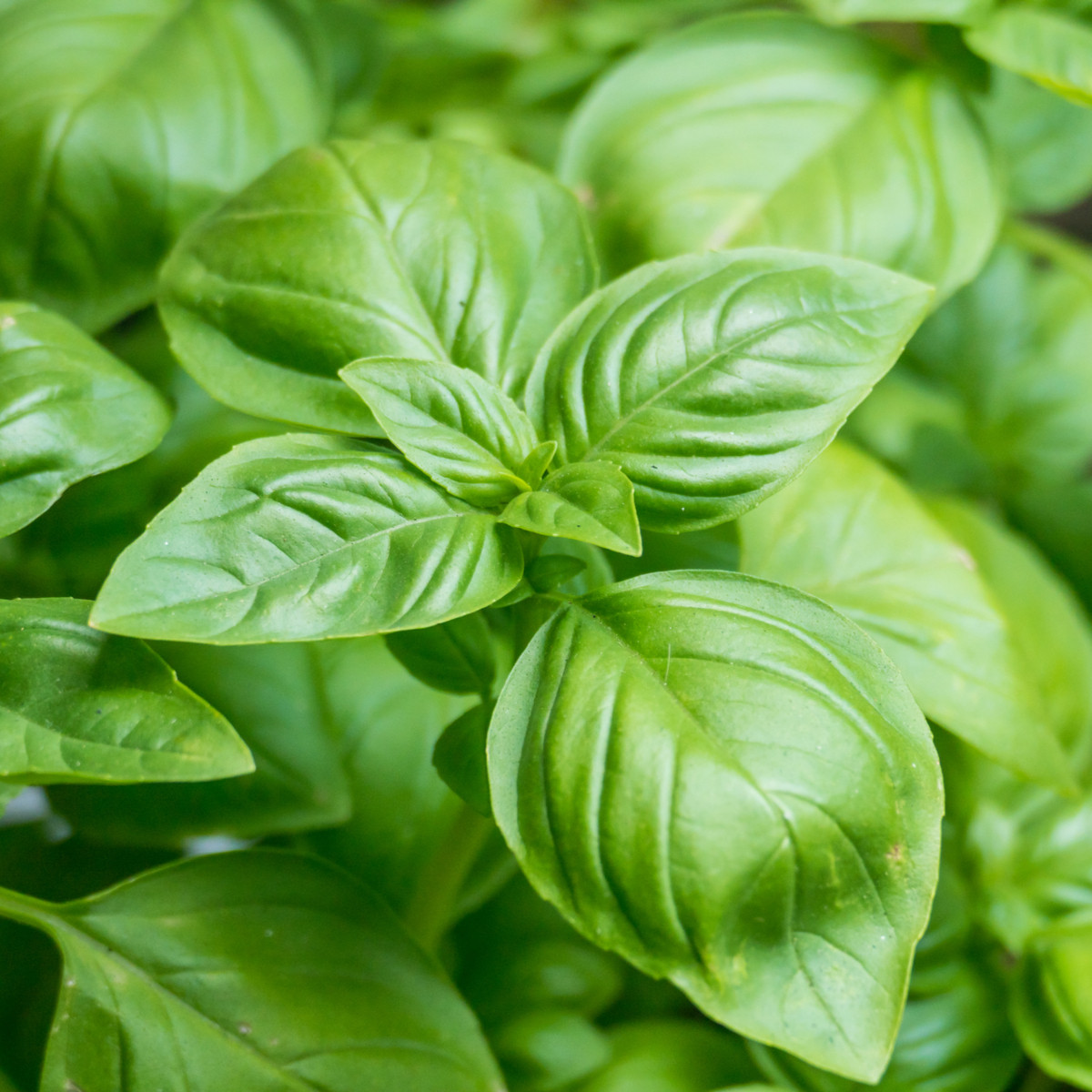 Bazalka pravá Compact - Ocimum basilicum - semena bazalky - 400 ks