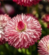 Sedmikráska růžová Roggli - Bellis perennis - semena sedmikrásky - 50 ks