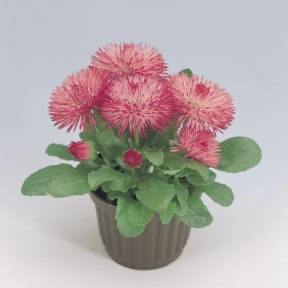 Sedmikráska růžová Roggli - Bellis perennis - semena sedmikrásky - 50 ks