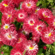 Sedmikráska červená Roggli - Bellis perennis - semena sedmikrásky - 50 ks