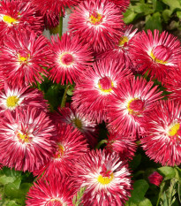 Sedmikráska červená Roggli - Bellis perennis - semena sedmikrásky - 50 ks