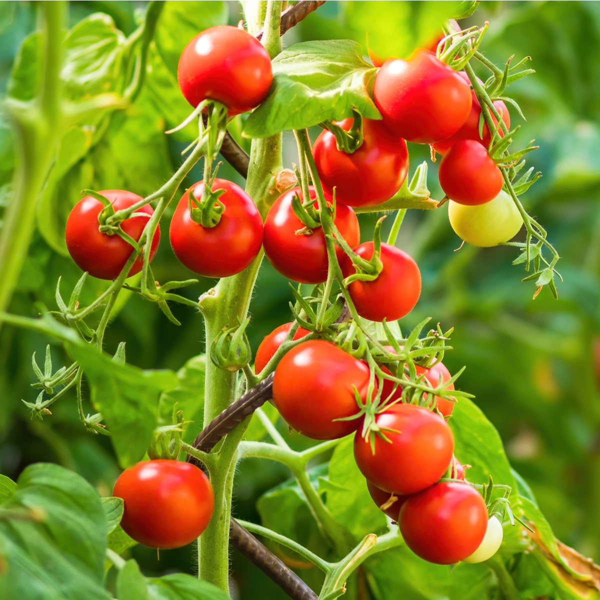Rajče Crokini PhR F1 - Solanum lycopersicum - semena rajčete - 7 ks