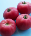 Rajče Big Pink F1 - Solanum lycopersicum - semena rajčete - 7 ks
