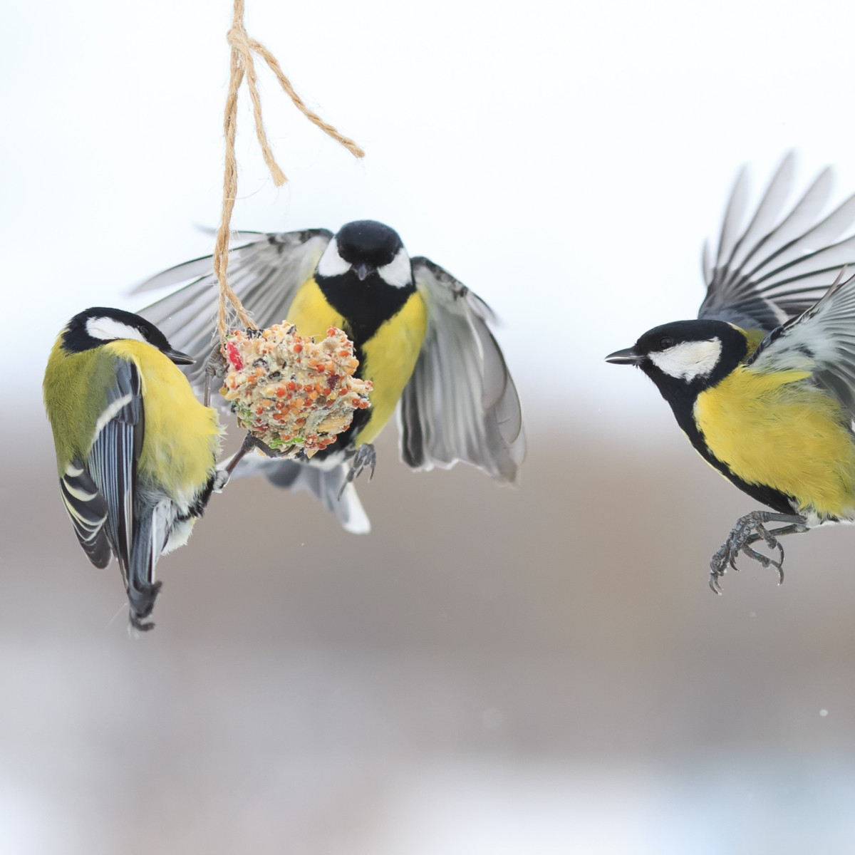 Ptačí mls - Lojové koule - Letní krmivo - 4 ks