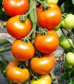 Rajče Orkado F1 - Solanum lycopersicum - semena rajčete - 0,1 g