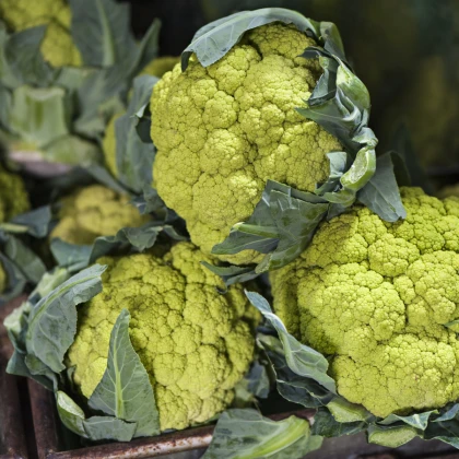 Květák Susana F1 - Brassica oleracea var botrytis - semena květáku - 20 ks