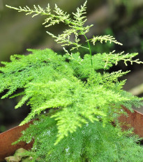 Sűrűvirágú spárga – Asparagus plumosus – spárgamagok – 15 db
