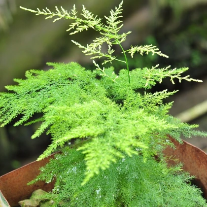 Sűrűvirágú spárga – Asparagus plumosus – spárgamagok – 15 db