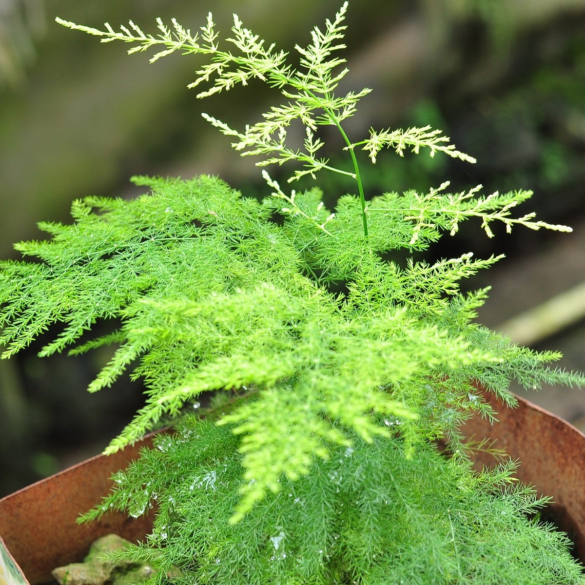 Chřest hustokvětý - Asparagus plumosus - semena chřestu - 5 ks