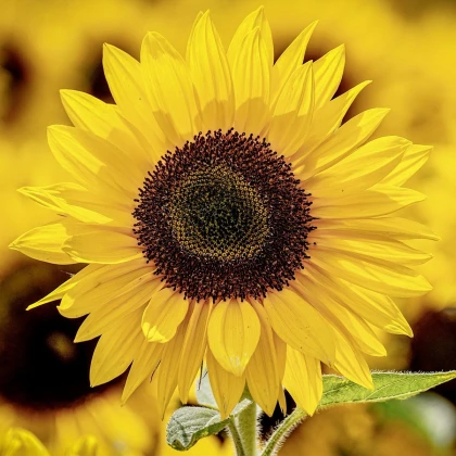 Slunečnice Sunspot - Helianthus annuus - semena slunečnice - 15 ks