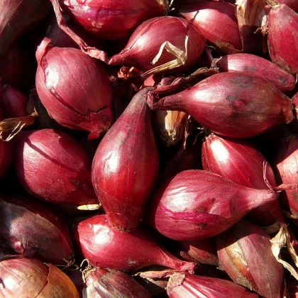 BIO Cibule Rossa di Firenze - Allium cepa - bio semena cibule - 100 ks