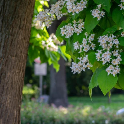 Katalpa trubačovitá - Catalpa bignonioides - semena katalpy - 8 ks