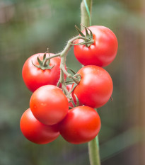 Rajče Gardeners Delight - Solanum lycopersicum - semena rajčete - 10 ks