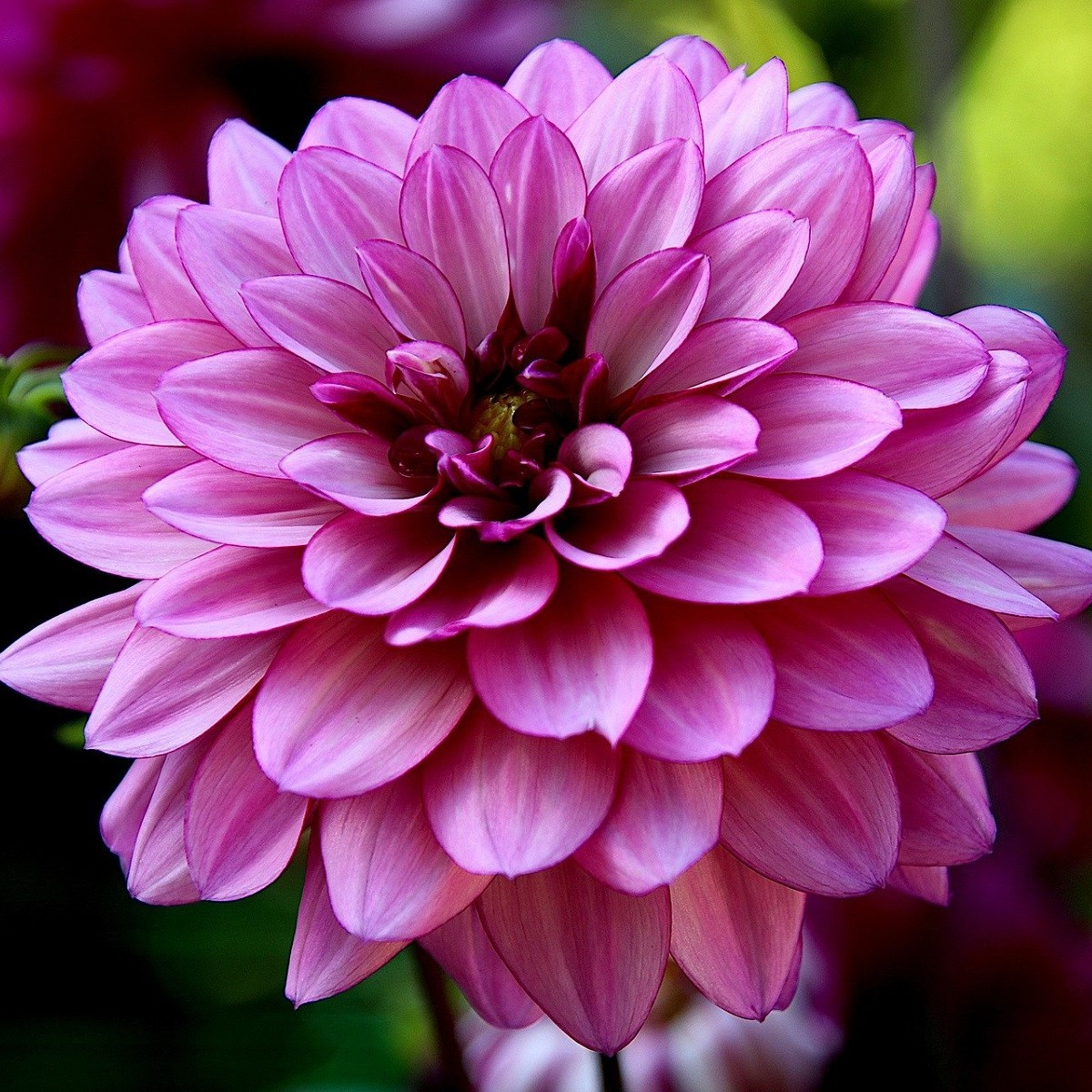 Jiřinka Fascination - Dahlia - hlízy jiřinky - 1 ks