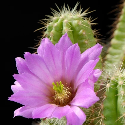 Kaktus - Echinocereus viereckii var. viereckii - semena kaktusu - 8 ks