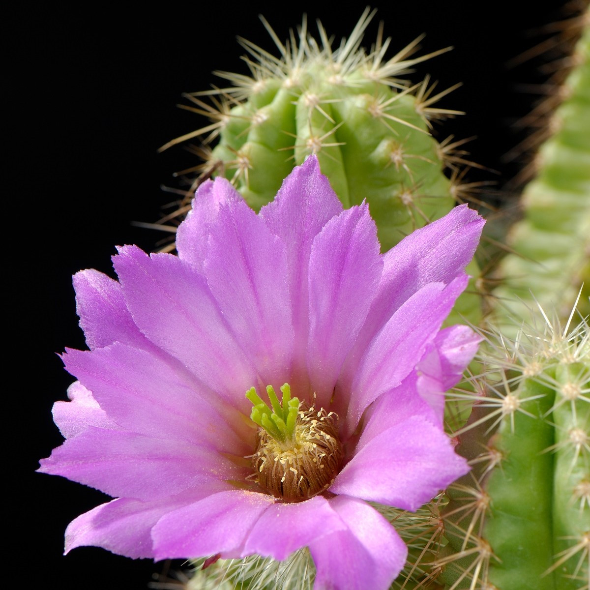Kaktus - Echinocereus viereckii var. viereckii - semena kaktusu - 8 ks
