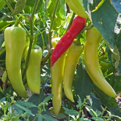 BIO Paprika Sweet Banana - Capsicum annuum - bio semena papriky - 8 ks