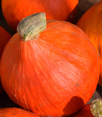 BIO Dýně Solor - Cucurbita maxima - bio semena dýně - 7 ks