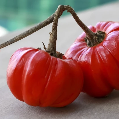 Lilek okrasný Goyo - Solanum melongena - semena lilku - 10 ks