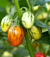 Lilek okrasný Striped Toga - Solanum melongena - semena lilku - 10 ks