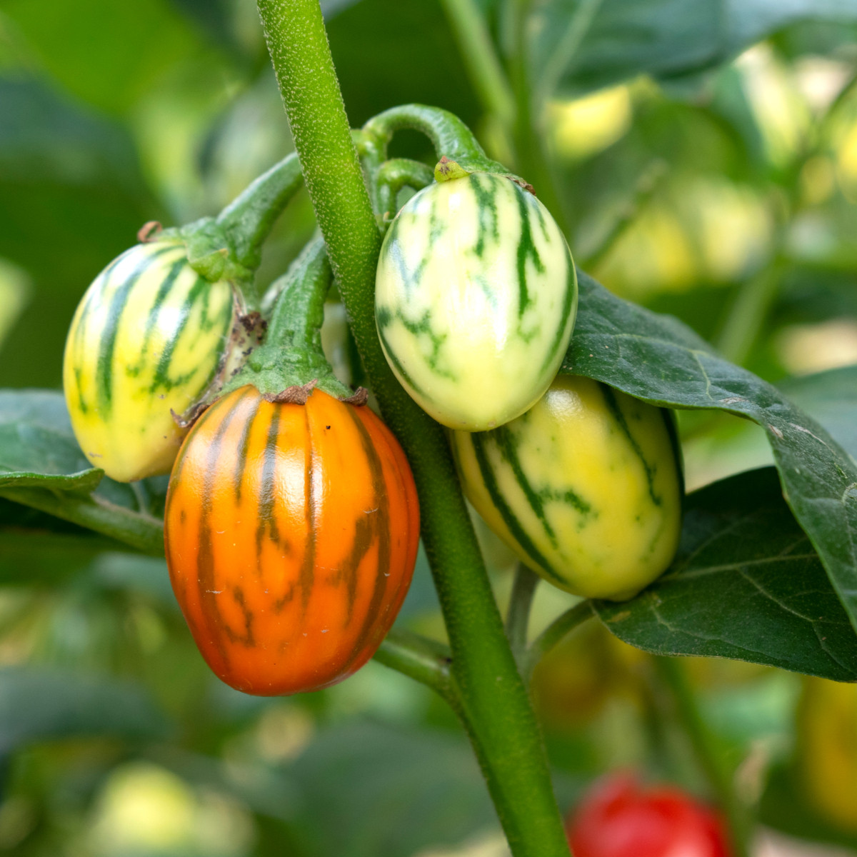 Lilek okrasný Striped Toga - Solanum melongena - semena lilku - 10 ks