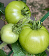 BIO White Beauty paradicsom – Solanum lycopersicum – bio paradicsom magok – 20 db