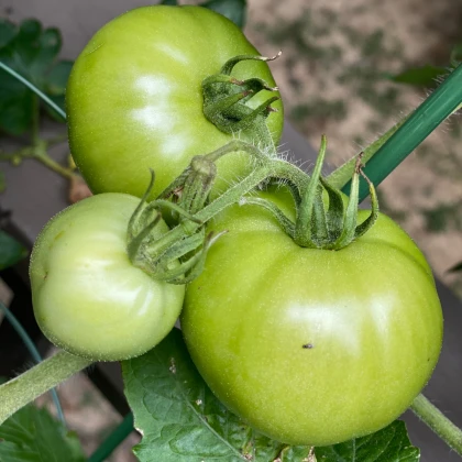 BIO White Beauty paradicsom – Solanum lycopersicum – bio paradicsom magok – 20 db