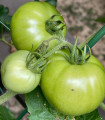 BIO White Beauty paradicsom – Solanum lycopersicum – bio paradicsom magok – 20 db