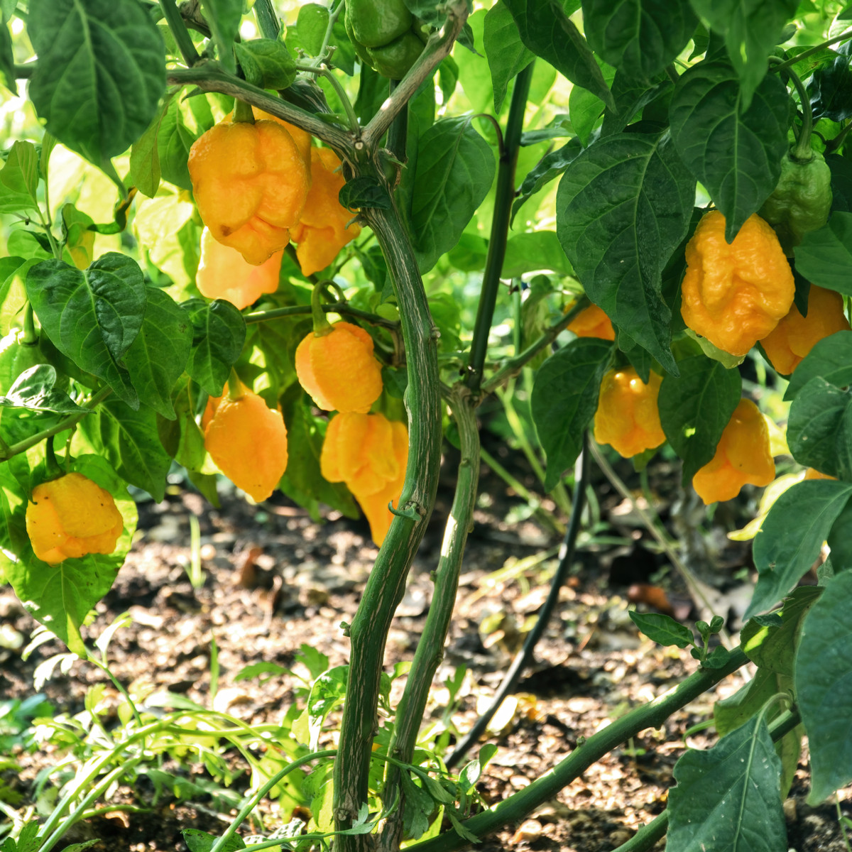 Chilli Carolina Reaper yellow - Capsicum chinense - semena chilli - 5 ks
