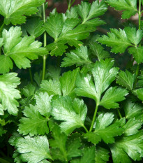 Petržel italská obrovská - Petroselinum crispum - semena petržele - 300 ks