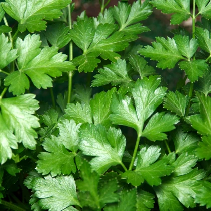 Petržel italská obrovská - Petroselinum crispum - semena petržele - 300 ks