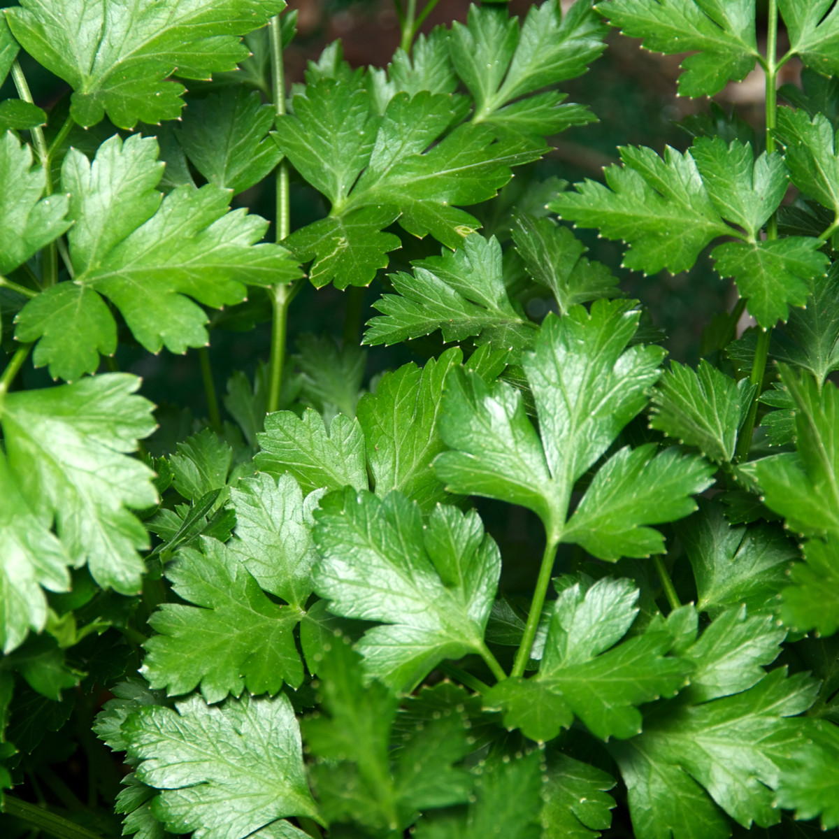 Petržel italská obrovská - Petroselinum crispum - semena petržele - 300 ks