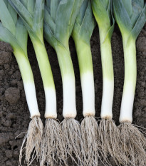 Pór pravý Starozagorski Kamuš - Allium porrum - semena póru - 200 ks