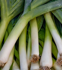 Pór letní Bystrín F1 - Allium porrum - semena póru - 70 ks