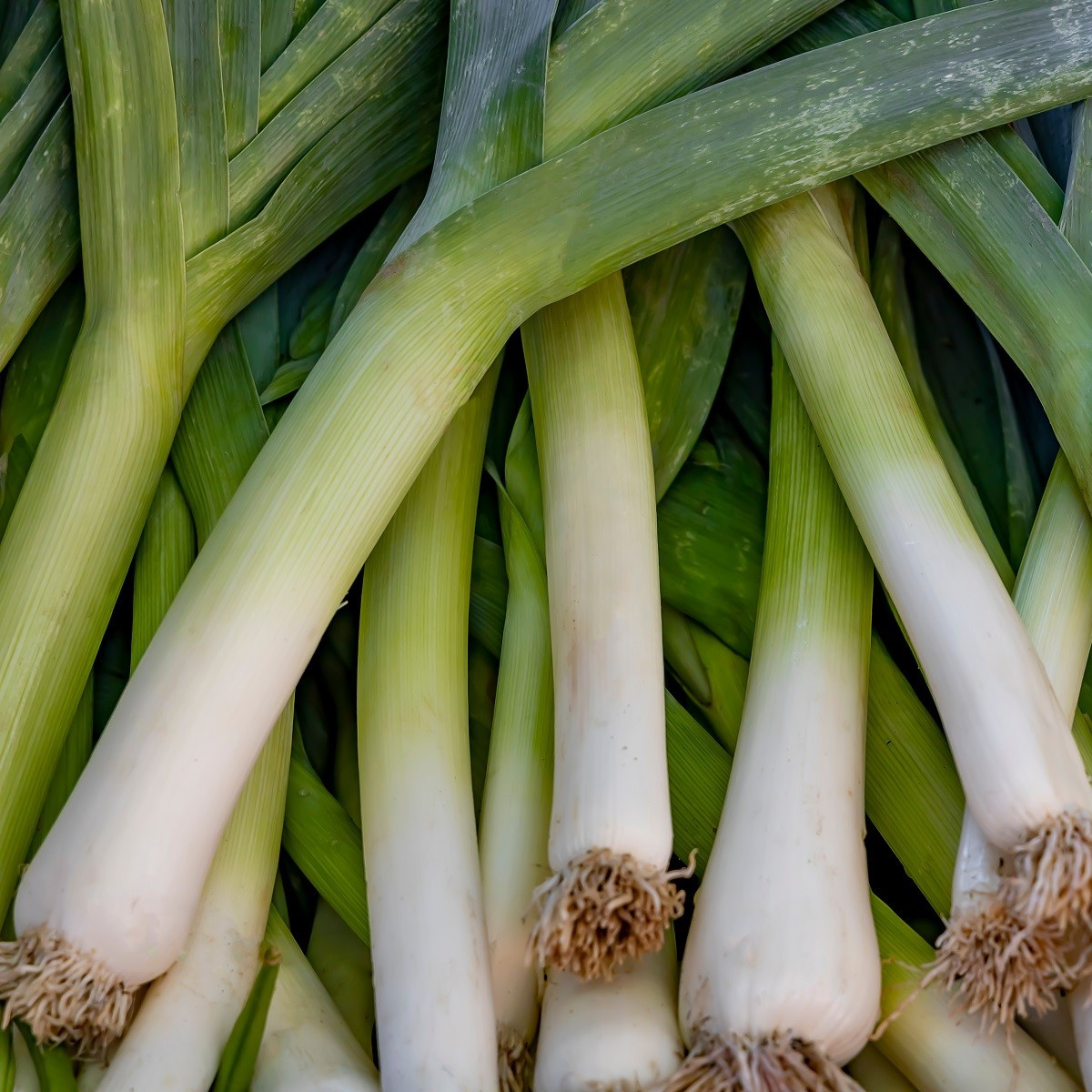 Pór letní Bystrín F1 - Allium porrum - semena póru - 70 ks