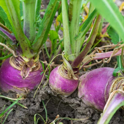 BIO Ředkev podzimní fialová - Raphanus sativus - bio semena ředkve - 80 ks