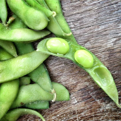 BIO Sója luštinatá Hokkai Green - Glycine max - bio semena sóji - 20 ks