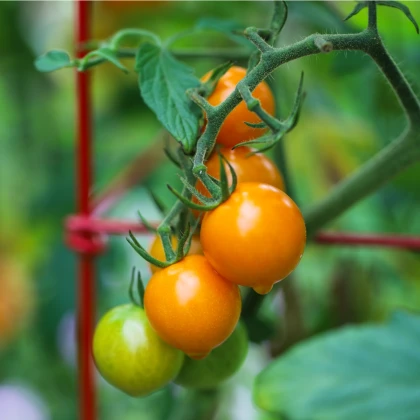 Rajče Sungold F1- Solanum lycopersicum - semena rajčete - 6 ks