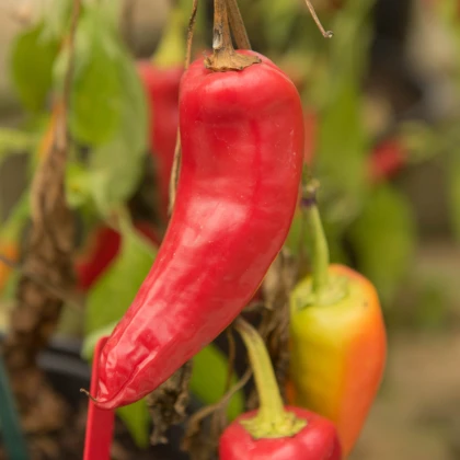 Chilli Maďarský vosk - Capsicum annuum - semena chilli - 6 ks