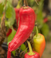 Chilli Maďarský vosk - Capsicum annuum - semena chilli - 6 ks