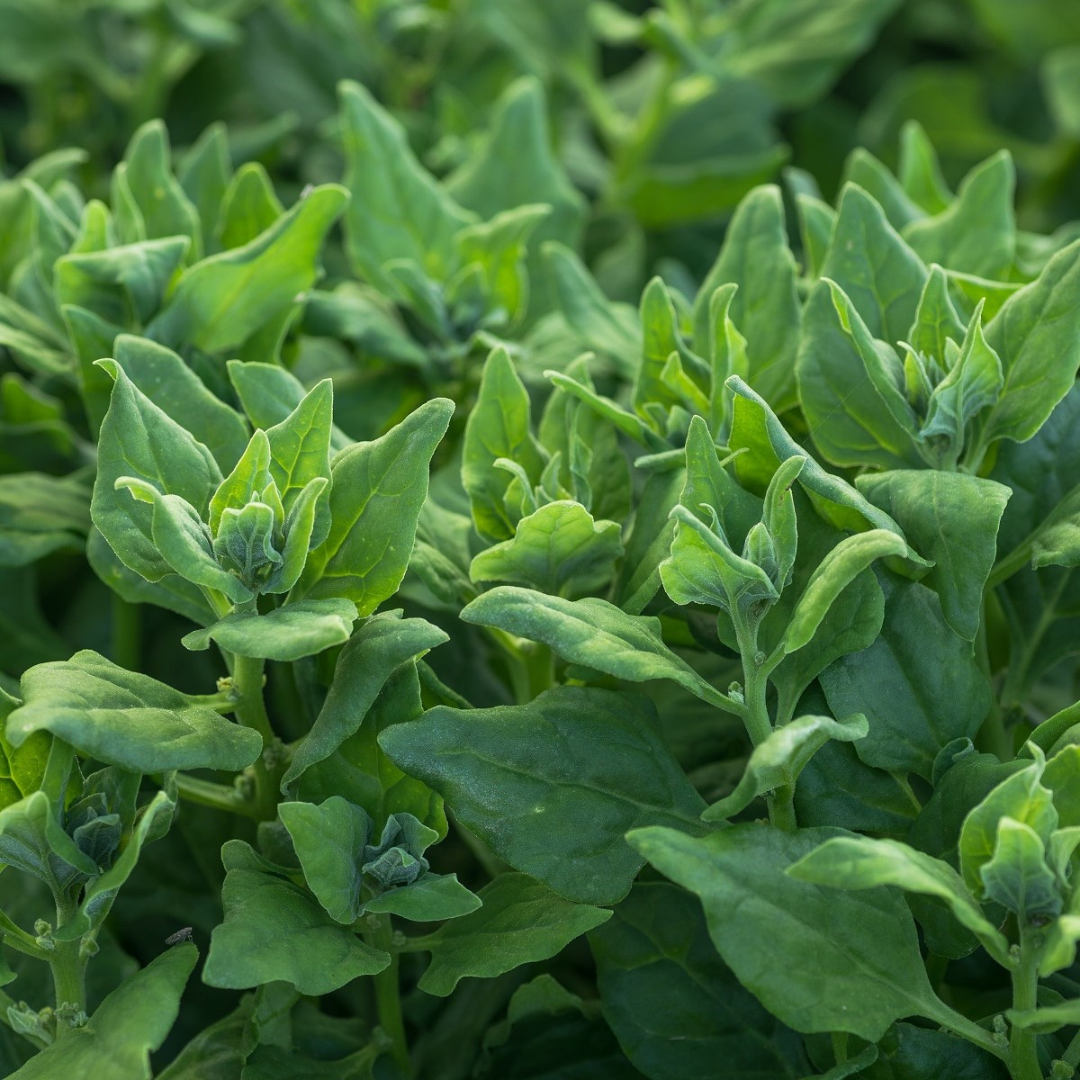 BIO Špenát novozélandský - Tetragonia tetragonoides - bio semena špenátu - 30 ks