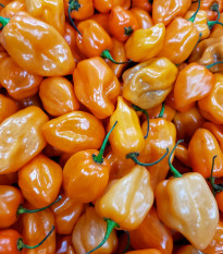 Bhut Jolokia narancssárga chili – Capsicum chinense – chili magok – 15 db